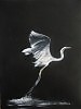 The Great Egret