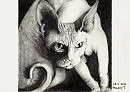 Кошечка