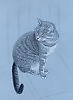 Соседский кот