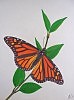 Danaus Plexippus