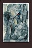 Legend for both fish-miniature 10x18cm