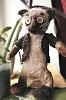котик мотик