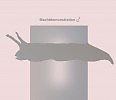 mdn