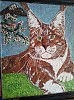 Красавчик  Мейн  Кун.