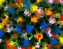 Black daisy. Oil on canvas, 55-71 1975.