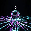 Ghost In The Drop