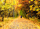 Осень золотая